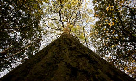 ash tree