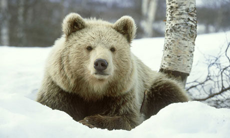 Monbiot blog :  European brown bear on snow in Norway