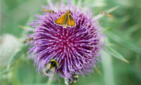 Small skipper butterfly with bees and bubblebees on a Thistle in the English countryside