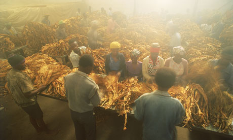 MDG : Zimbawe : Curing house for grading and sorting and weighing tobacco leaves