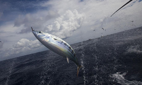 Sustainable Tuna fishing : Pole and Line Fishing in the Maldives