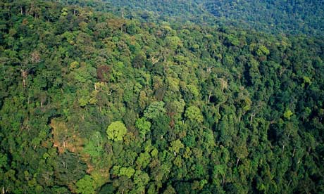 Forests Of Vietnam