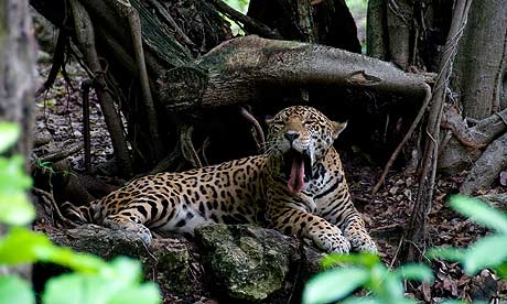 A spotted jaguar, symbol of Mayan royalty, lies in the shade on a hot jungle day 