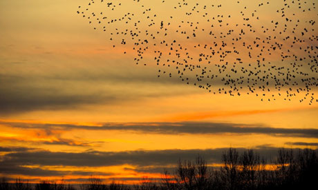 Green Shoots : Flock of birds