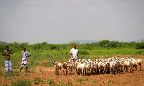 MDG : Somalia : Agriculture : Livestock herders on the fringes of a small livestock market