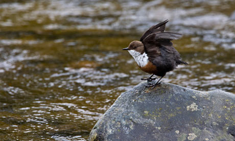 A Dipper