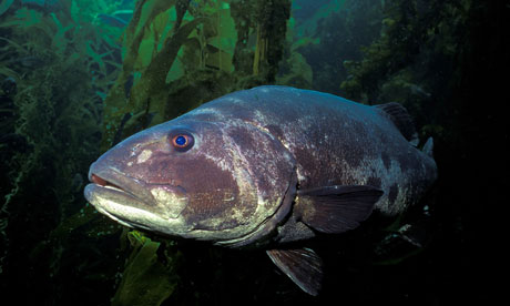 IUCN report on marine species in tropical eastern Pacific : Giant sea bass in California