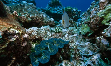 Marine reserve around Phoenix Islands , Kiribati