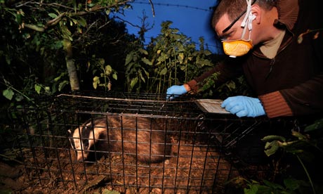 Damian blog : The Badger TB vaccination programme