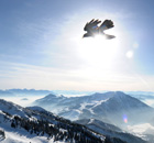 Week in Wildlife : A bird flies in front of the Alp mountains