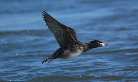 Male Black Scoter in flight over the ocean