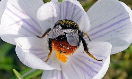 Week in wildlife : a bumble bee collects pollen 