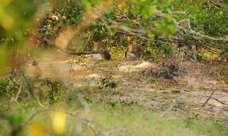 Leopards in  Wilpattu National park, Sri Lanka