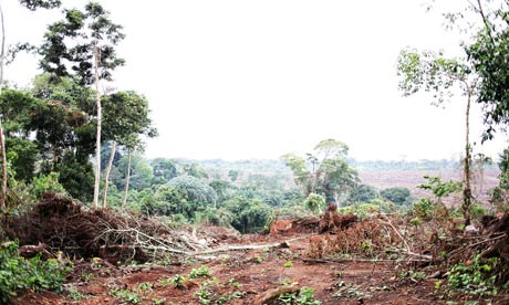 MDG : landgrab in Uganda, Kalangala :   BIDCO palm tree plantation