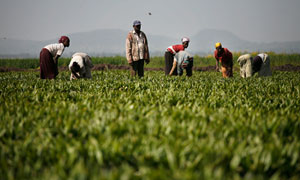 MDG : Land grab in Ethiopia : Palm Oil Plantations And Workers
