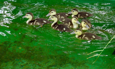 The Madagascar pochard