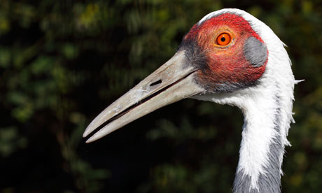 White-naped Crane : distinctive mating calls for quirky ringtones