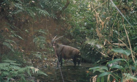 Wild-saola-caught-on-a-ca-008.jpg