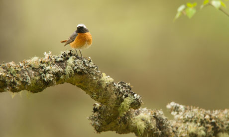 Country Diary : A male redstart 