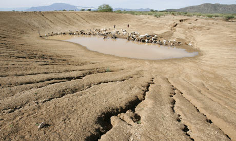 Drought in Kenya : Nomadic pastoralists Turkana tribesmen herd goats and sheep to a almost dry dam