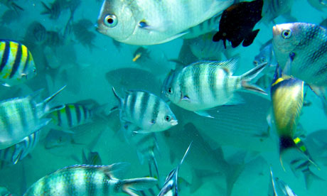 Marine life at the Malindi Marine National Park , Kenya