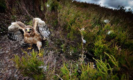 Hen harrier birds,  Bowland moor  in Lancashir