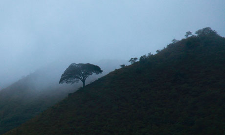 The ITPN forest restoration project in Miguel Pereira, northwest of Rio de Janeiro, Brazil