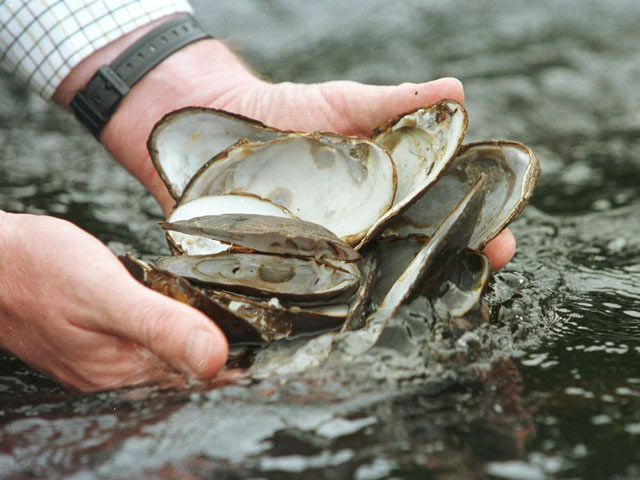 pearl mussels