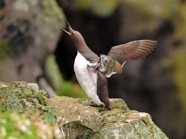 A guillemots on Skomer Island 