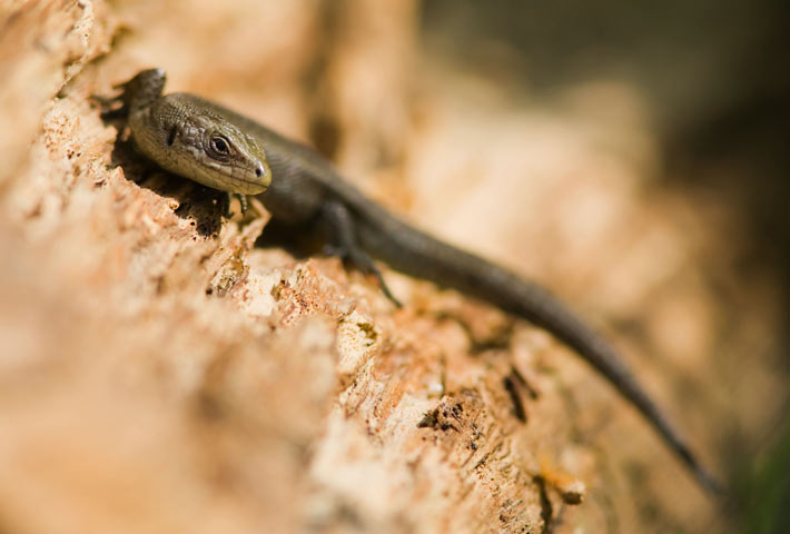 A Common Lizard Lacerta vivipara sunbathing at the London Wetland Centre in Barnes