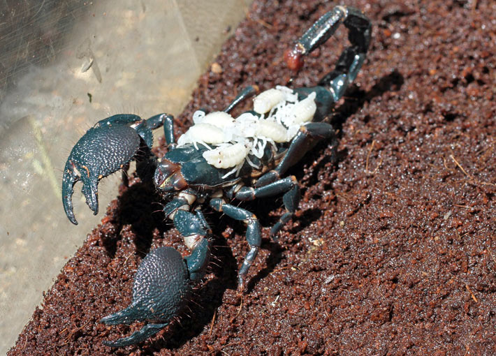 A female emperor scorpion with six offspring 