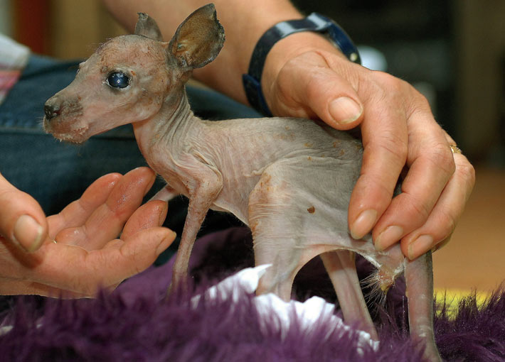 Baby kangaroo thrown out of pouch