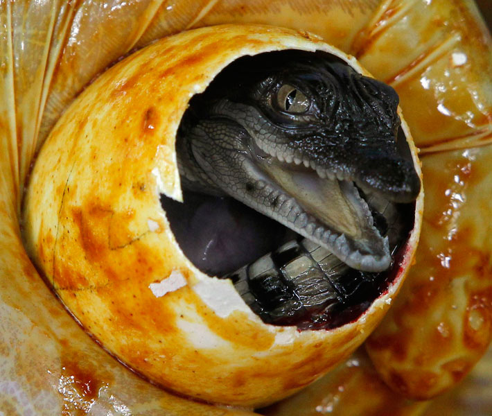 A newly hatched crocodile 