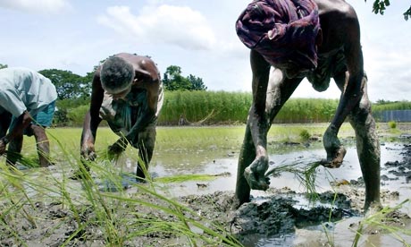 MDG : Poverty Matters : BRAC : Bangladeshi farmers work in a paddy field 
