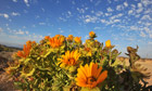 Week in wildlife : The wild flowers of Namaqualand 