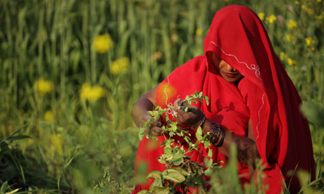 MDG : India food safety : woman working in field