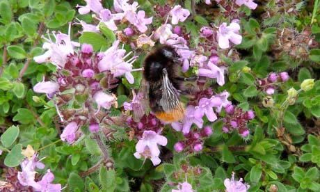 Country Diary :  bumble bee in wild thyme  