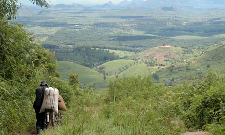 MDG : Agriculture in Mozambique : Tea plantation