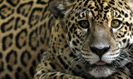 jaguars guyana environment jaguar protect animal south pledges cats argentina big endangered natural american cheetah united brazil beautiful mexico getty