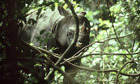 Javan rhinoceros in Ujung Kulon National Park, Java, Indonesia