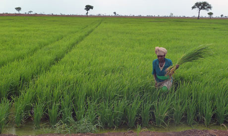 MDG : Ethiopia : Land grab and water grab :  Saudi Star rice farm in Gambella