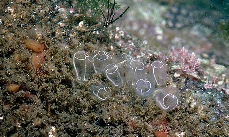 Green shoots on marine life : Light-bulb sea squirt 