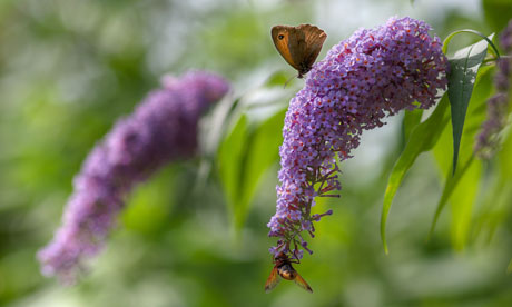 A Meadow Brown butterfly and a Honey bee on a Buddleia flower