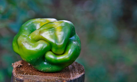 Misshapen fruits and vegetables : Curved Green Bell Pepper