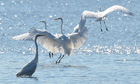 Week in wildlife : Great Egret (Ardea alba) birds enjoy sunny weather on a lake in Antonin, Poland