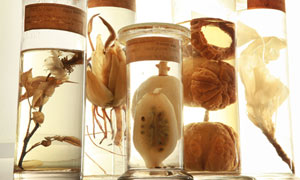The Royal Botanic Gardens At Kew  :  Seed Bank