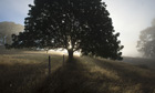 week in wildlife : sun shines through mist behind trees, Elkton, Oregon