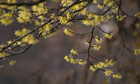 Country Diary :  Witch hazel