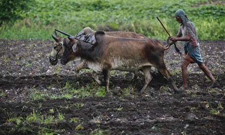 MDG : India inequalities : A farmer uses buffaloes to plough his paddy field in Kolkata