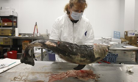 A dead bottlenose dolphin that was found on Ono Island